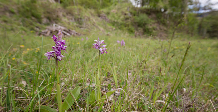 Orchideen in Kienberg